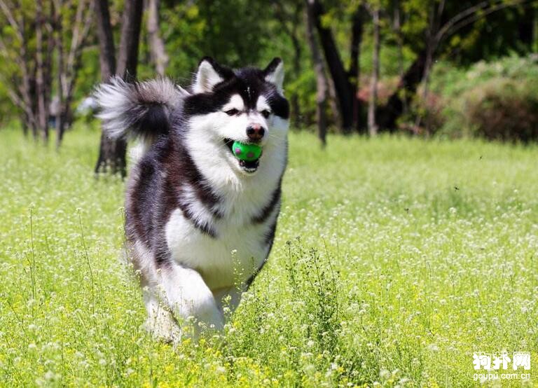 哪種大型犬最適合家養，盤點適合家養的10種大型犬