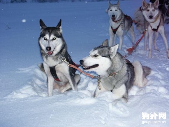 哪種大型犬最適合家養，盤點適合家養的10種大型犬