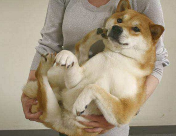 中型犬養什么好?適合家庭飼養的中型犬排名