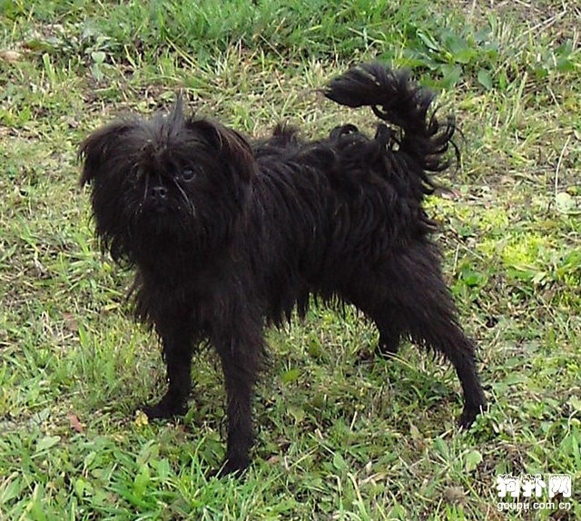 阿芬平斯澈犬訓練- 阿芬平斯澈犬價格及智商