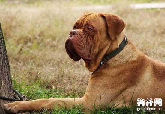 短毛大型犬都有哪些品種？盤點常見的四種短毛大型犬
