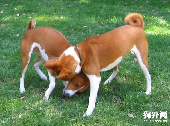 巴仙吉犬標準- 巴仙吉犬價格及智商排名