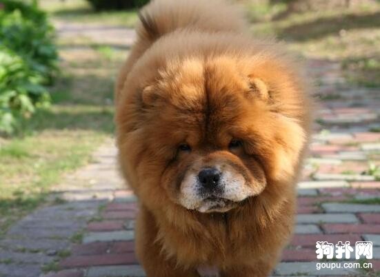 中型犬好飼養嗎，盤點4種適合家養的中型犬