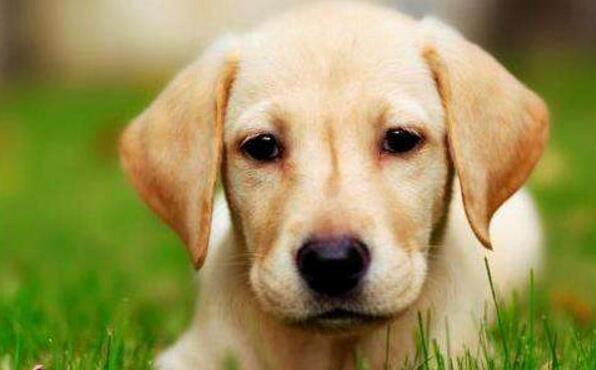性格“最好的”5種中大型犬，你們想知道嗎？