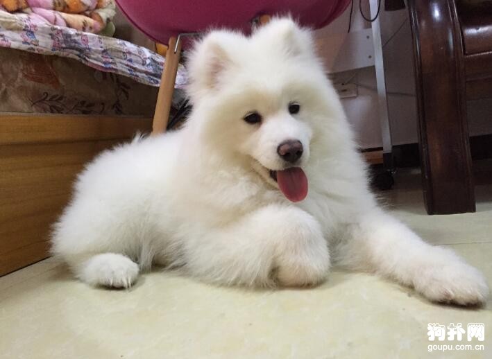 哪種大型犬最適合家養，盤點適合家養的10種大型犬
