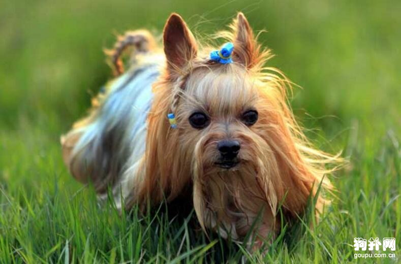 性格溫順的小型犬有哪些？趕緊看這里