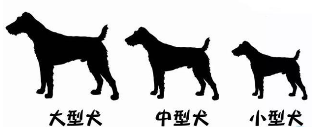 怎樣去選擇一只小狗狗？