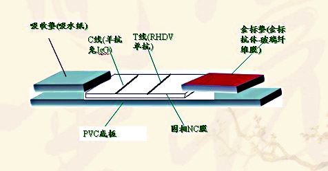 怎樣去選擇一只小狗狗？