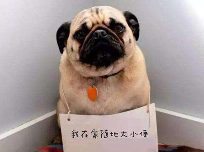 狗狗隨處便便，讓主人家很鬧心，怎樣整治好狗狗這類臭問題呢？