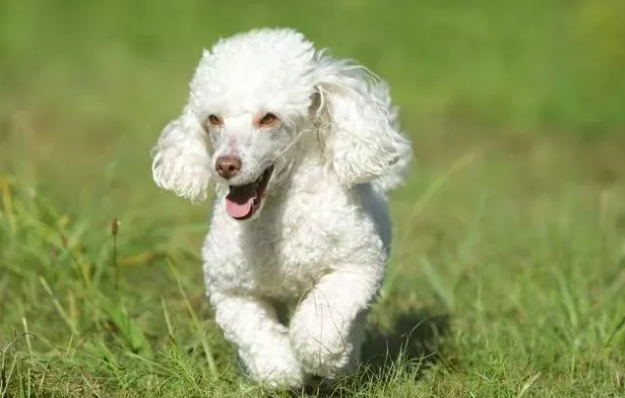 最喜歡咬手的小型犬，有小孩子的家中留意了，最終這種最幾十人養