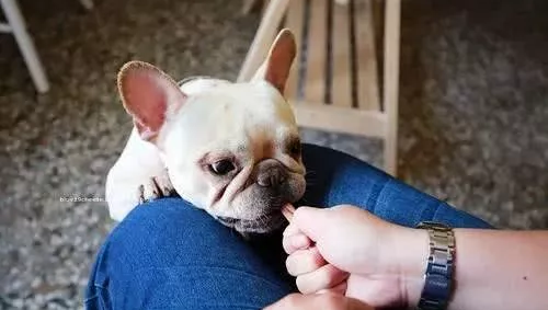 最喜歡咬手的小型犬，有小孩子的家中留意了，最終這種最幾十人養