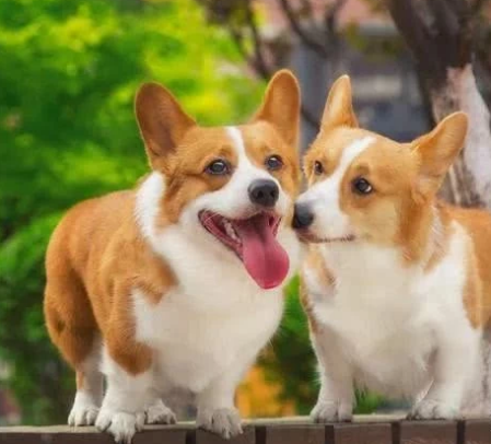 最喜歡咬手的小型犬，有小孩子的家中留意了，最終這種最幾十人養