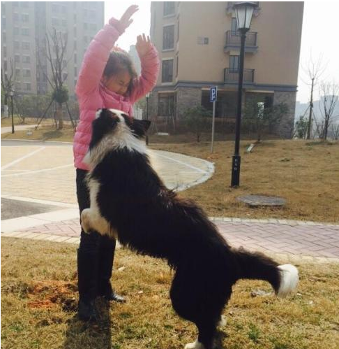 狗狗有這五個特性，也意味著主人有素質，期待家里常有！