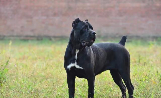 卡斯羅犬應當如何喂養，要留意什么，初學者要了解的