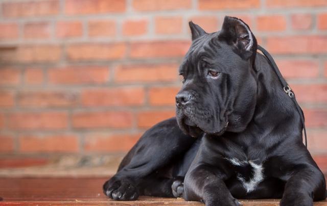 卡斯羅犬應當如何喂養，要留意什么，初學者要了解的