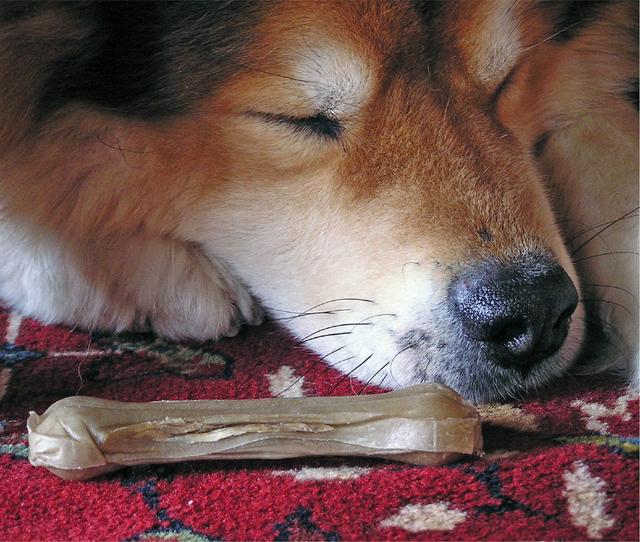寵物醫生提示：長期性犯這5種不正確，真是是在減狗狗的壽命！
