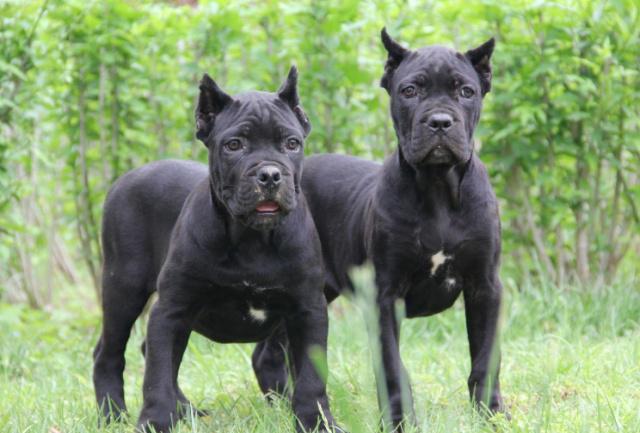 卡斯羅犬應當如何喂養，要留意什么，初學者要了解的