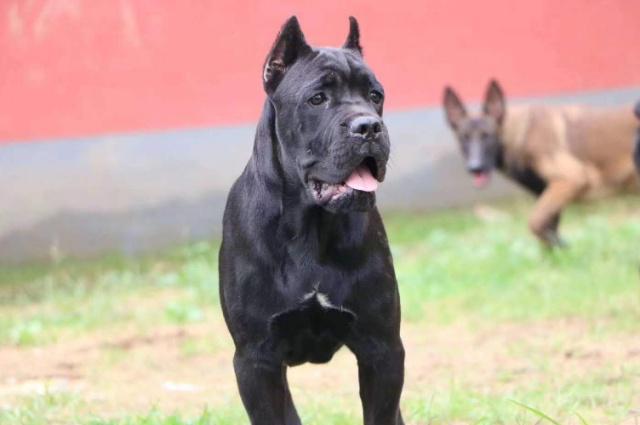 卡斯羅犬應當如何喂養，要留意什么，初學者要了解的