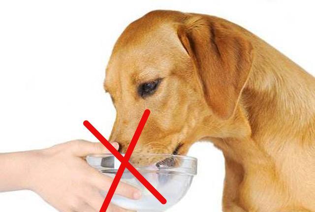 狗狗為什么不可以喝純牛奶？看權威專家怎么講