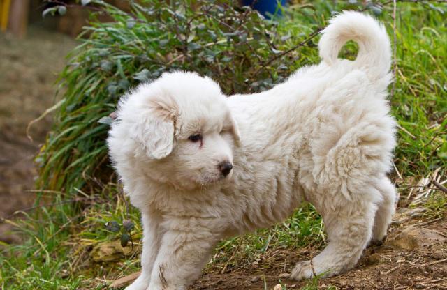 如何喂養大白熊犬，它的性情如何，很多人不清楚的