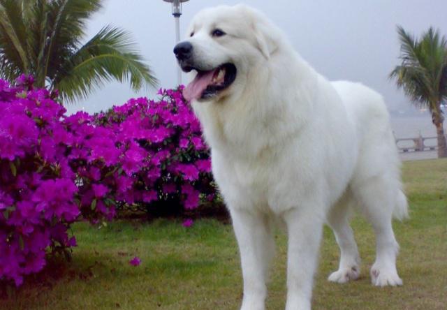 如何喂養大白熊犬，它的性情如何，很多人不清楚的
