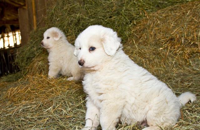 如何喂養大白熊犬，它的性情如何，很多人不清楚的