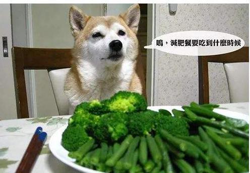 狗狗便便顏色有密秘，不一樣的顏色，代表狗狗身體不一樣情況！