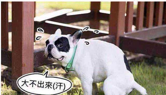 狗狗便便顏色有密秘，不一樣的顏色，代表狗狗身體不一樣情況！