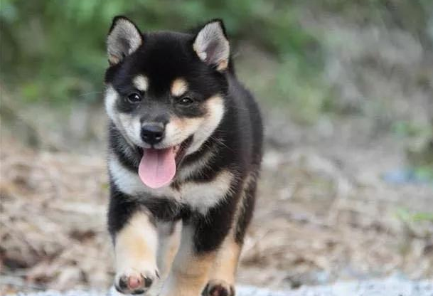 柴犬怎么訓練最聽話學習時間到
