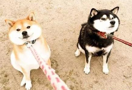柴犬怎么訓練最聽話學習時間到