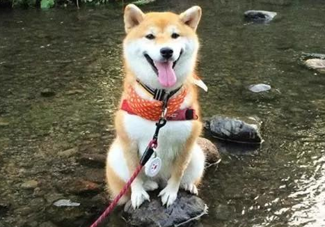 柴犬怎么訓練最聽話學習時間到