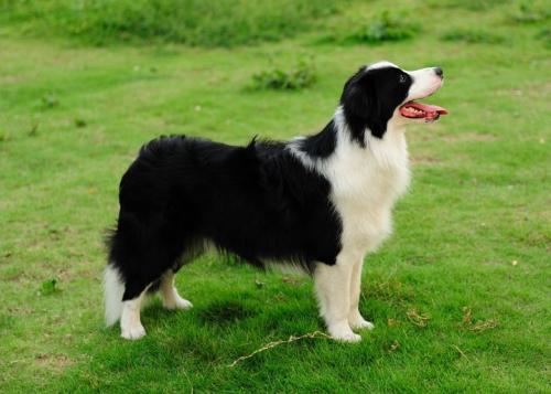邊境牧羊犬如何訓練？智商界的大哥邊牧訓練方式介紹