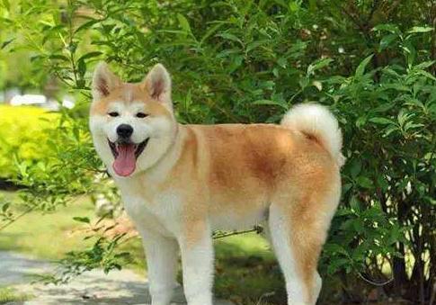 秋田犬最好是的訓練時間是什么時候？訓練時要留意哪幾個方面