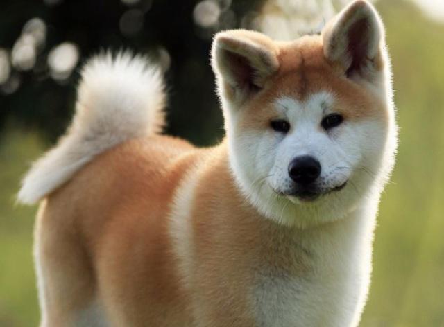 秋田犬最好是的訓練時間是什么時候？訓練時要留意哪幾個方面