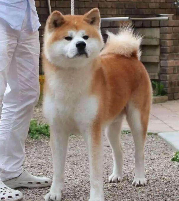 秋田犬最好是的訓練時間是什么時候？訓練時要留意哪幾個方面