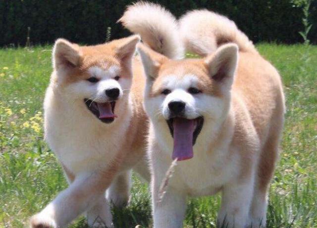 秋田犬最好是的訓練時間是什么時候？訓練時要留意哪幾個方面