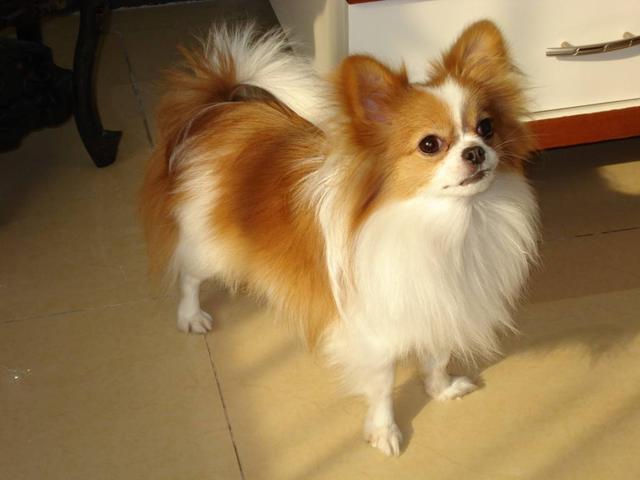 蝴蝶犬怎樣訓練好？這五招，能夠幫上你！