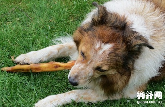 如何挑選一只合格的家庭犬 如何挑選一只合格的家庭犬