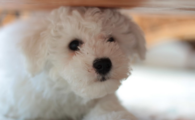 比熊犬再是溫順，若碰到這6件糟心思，真是是在逼它“生氣”！