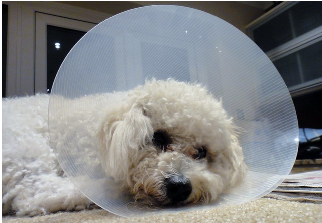 比熊犬再是溫順，若碰到這6件糟心思，真是是在逼它“生氣”！