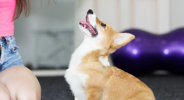 怎樣訓練好一只柯基犬？非常簡單，記牢這5點就可以了