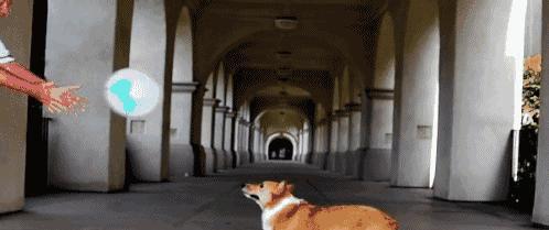怎樣訓練好一只柯基犬？非常簡單，記牢這5點就可以了