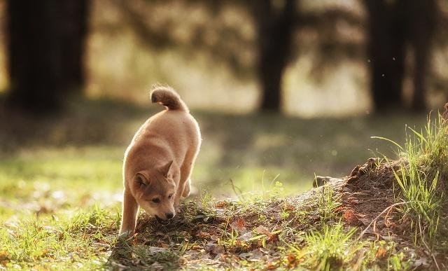 怎樣訓練柴犬大小便？柴犬訓練方式全集