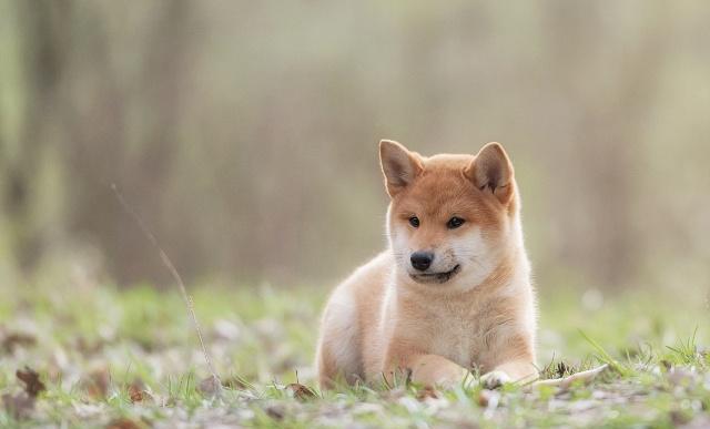 怎樣訓練柴犬大小便？柴犬訓練方式全集