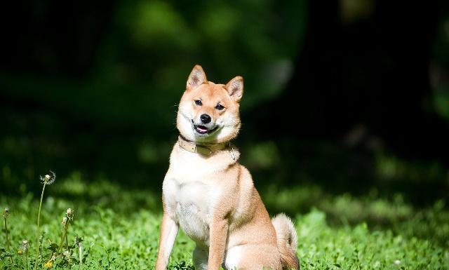 怎樣訓練柴犬大小便？柴犬訓練方式全集