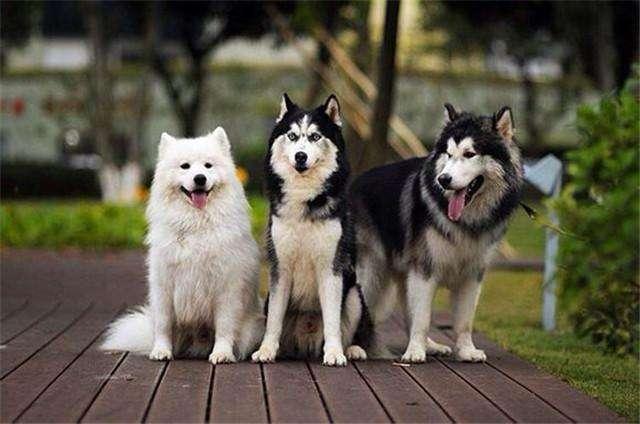 “較難訓煉”的6大狗狗，碰到最終一種狗，訓犬師也會訓不太好！