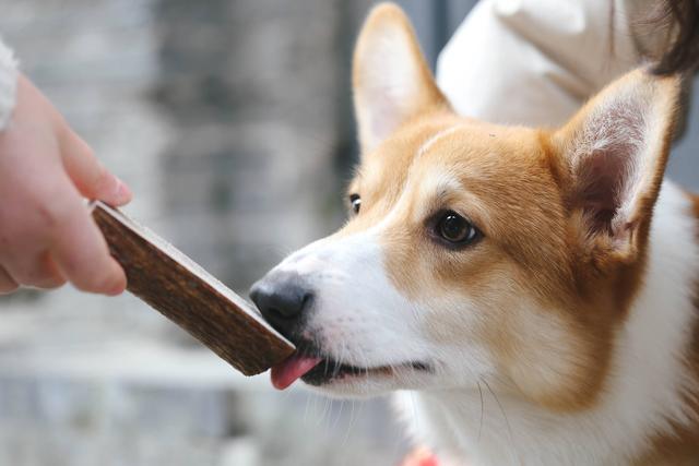 狗狗尿不出來腹部挺大