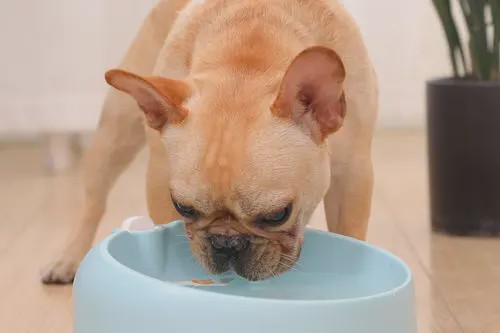 初春狗狗排尿降低