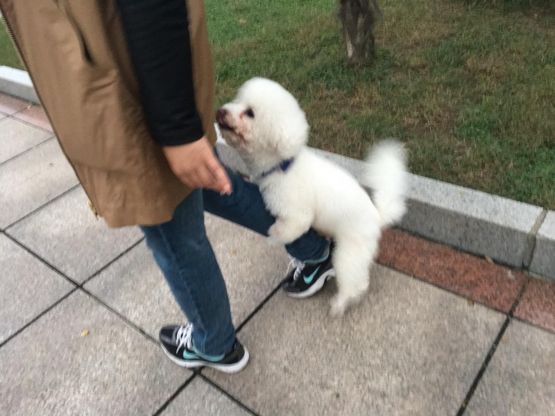 狗狗家中地位訓煉