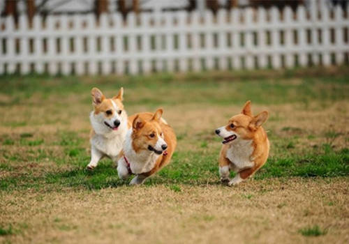 狗狗多久不排便是嚴重便秘